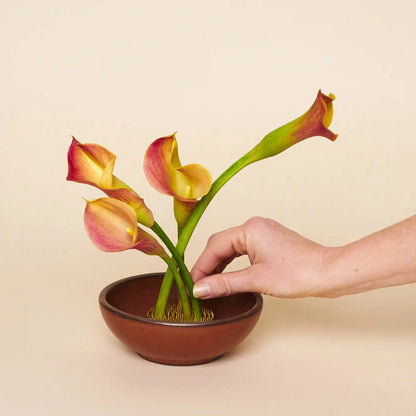 Flower Frogs